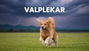 Valplekar: Understanding Its Concept, Applications, and Significance